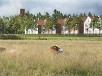 Ribe Byferie